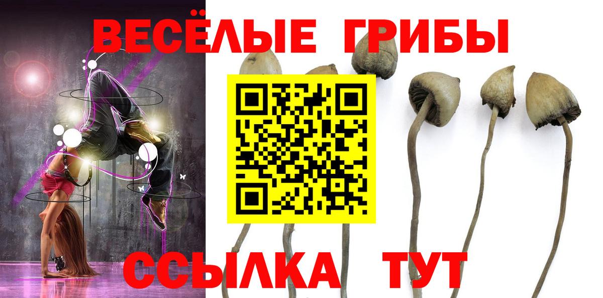 Северск  закладки  Псилоцибиновые грибы Psilocybe  Вход с VPN  Псилоцибиновые грибы Psilocybine cubensis 